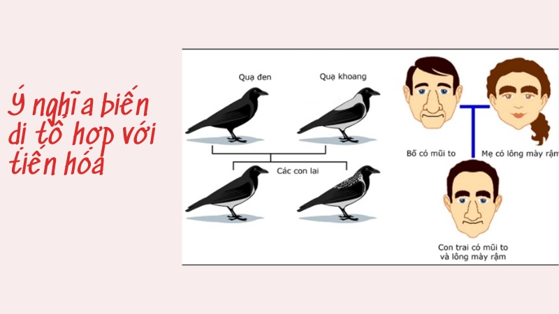 Ý nghĩa quan trọng của biến dị tổ hợp đối với tiến hóa