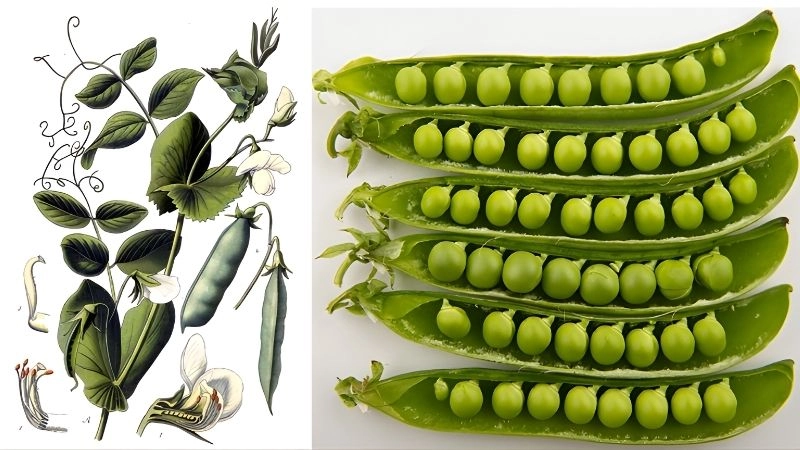 Cách Mendel thực hiện thí nghiệm trên cây đậu Hà Lan