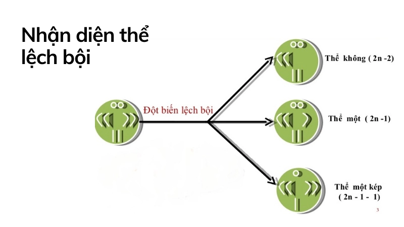 Kinh nghiệm nhận diện các dạng thể lệch bội